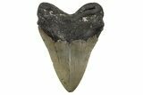 Serrated, Fossil Megalodon Tooth - North Carolina #308568-1